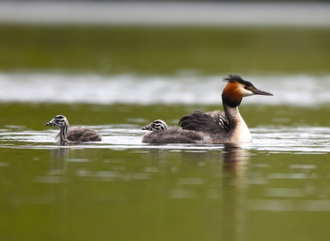 A great crested grebe on water, accompanied by two black-and-grey juveniles beside it, and one resting on its back