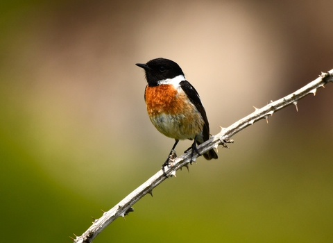 A male stonechat with vibrant orange chest, black head and white half-collar, perched on a spiny branch against a blurred green and cream background.