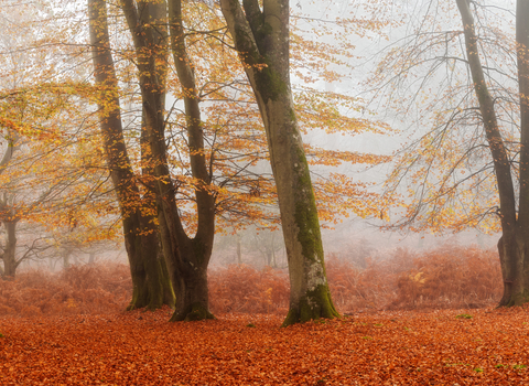 Atmospheric trunks of beech trees in morning mist with autumnal orange leaves on the ground