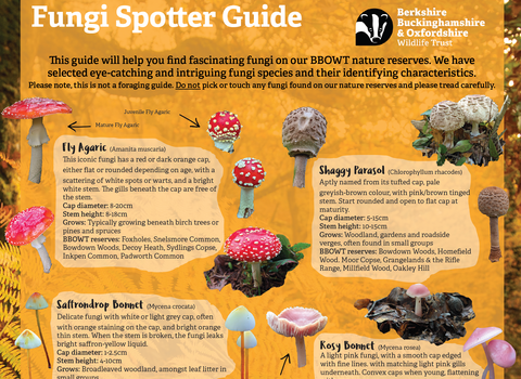 BBOWT's Fungi Spotter Guide