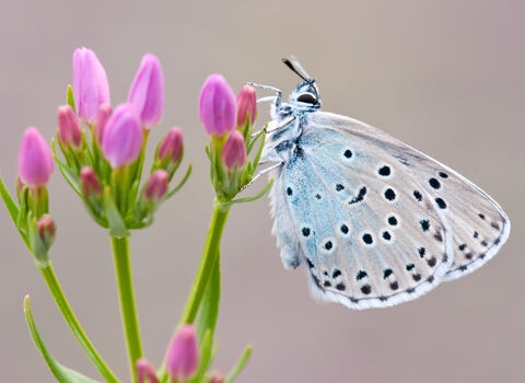 Large blue butterfly