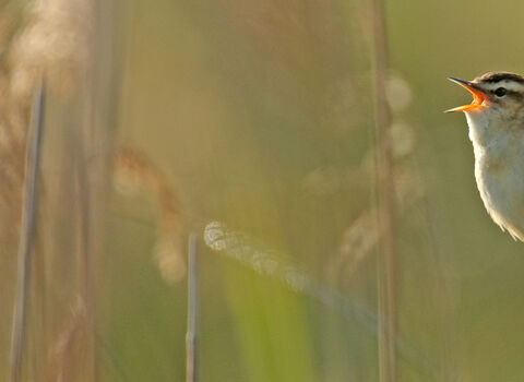 Sedge warbler singing in reedbed
