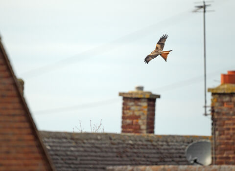 Red kite flying over houses