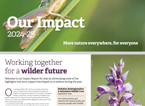Cover image of the BBOWT Impact Report 2024-25 featuring a grasshopper on a blade of grass