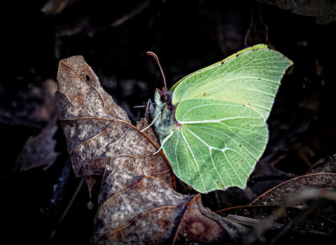 Brimstone butterfly on a dead leaf