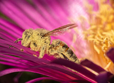 Macro image of a honey bee covered in pollen
