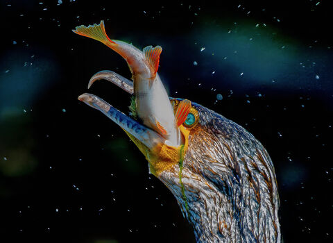 Close-up of a cormorant eating a fish
