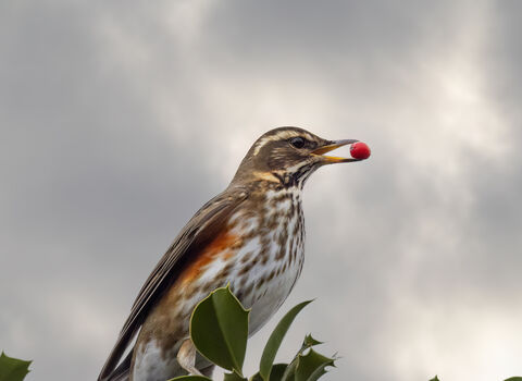 Redwing perched on ivy with a red berry in its beak