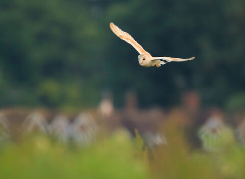 Barn owl in flight with houses in the background