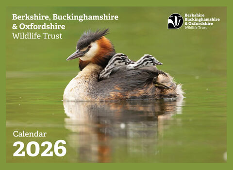 Front cover of the BBOWT 2026 Wildlife Calendar showing a great crested grebe with humbug chicks