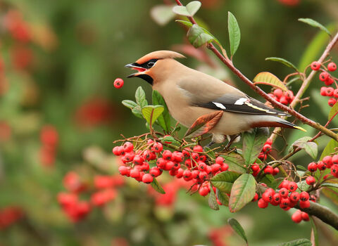 Waxwing perched on a tree branch, dropping a red berry