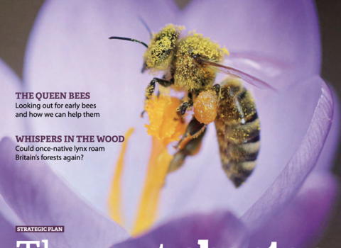 Wild magazine cover winter 2025 showing a bee on a crocus flower