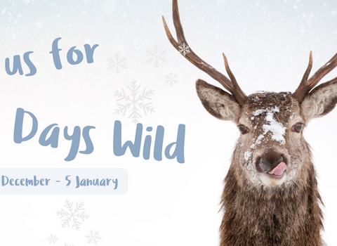 12 Days Wild - Red deer in snow