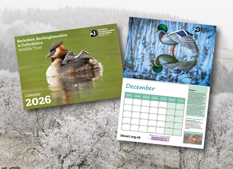BBOWT calendar 2026 showing a great crested grebe on the cover and a mallard for the month of December