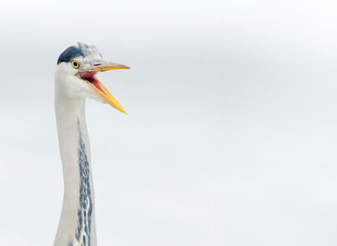 Winter portrait of a heron with beak open