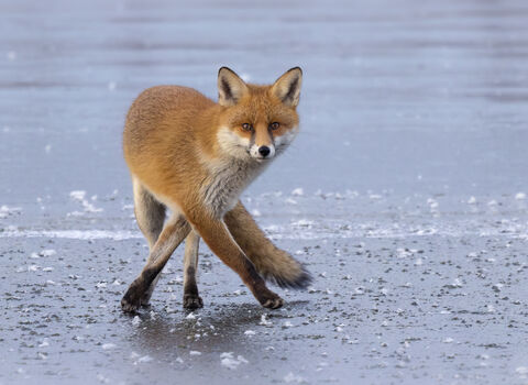 Fox walking on frozen ground in winter