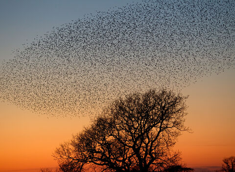 Starling murmuration at sunset