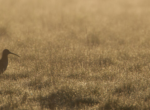 Curlew walking across a meadow in early morning light