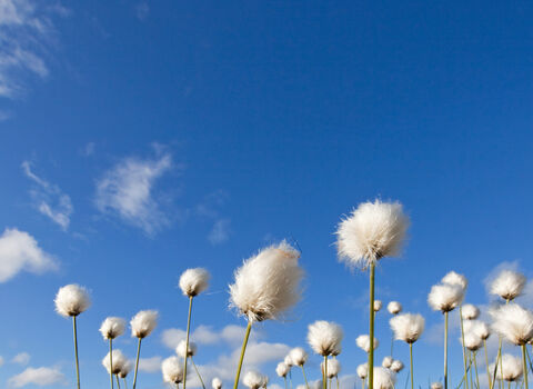 Hare's-tail cottongrass against a cloudy blue sky
