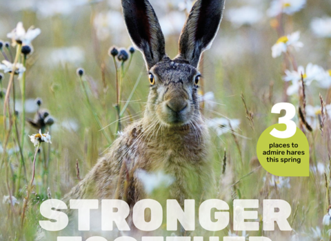 Wild magazine cover spring 2026 showing a hare in a wildflower meadow