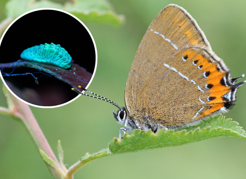 A black hairstreak butterfly, with brown wings, fringed with orange and black, perched on a leaf, with a separate image of a caterpillar glowing a luminous green under UV light.