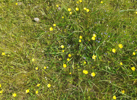 Buttercups growing in flower-rich chalk grassland at Valley Farm, Buckinghamshire
