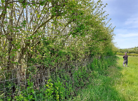 Established hedgerow at Valley Farm, Buckinghamshire
