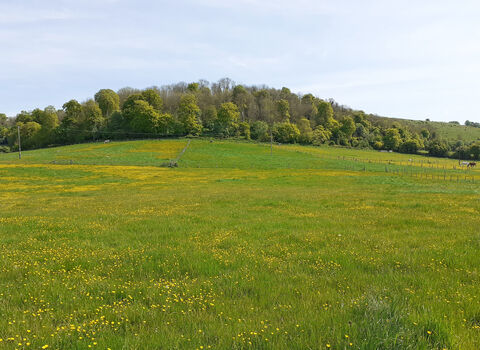 Green rolling fields and woodland, Valley Farm, Buckinghamshire