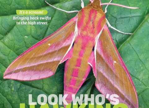 Cover of Wild magazine (Summer 2026) featuring a brightly coloured elephant hawk-moth on a green leaf