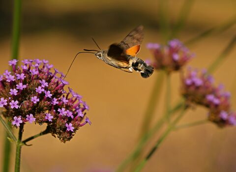 A hummingbird hawk-moth hovering over purpletop vervain flowers with its proboscis lowered