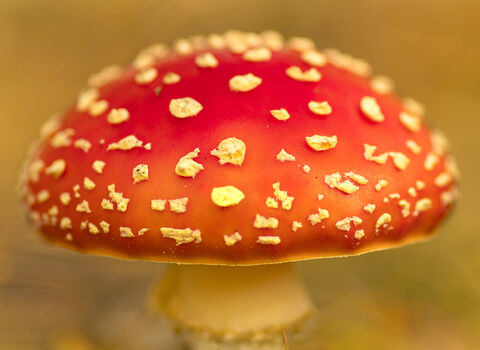 Bright red cap of a fly agaric mushroom