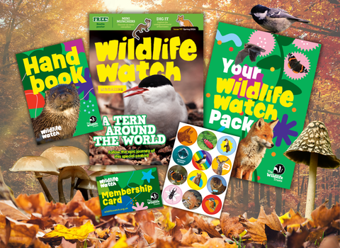 Watch welcome pack autumn display