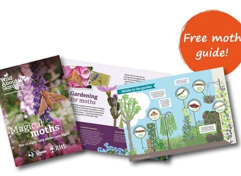 image of moths guide booklet
