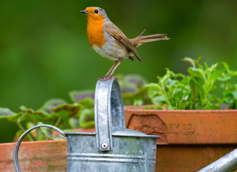 Garden robin perched on a metal watering can
