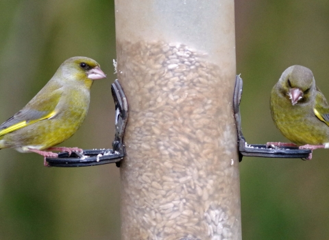 Greenfinches on bird feeder