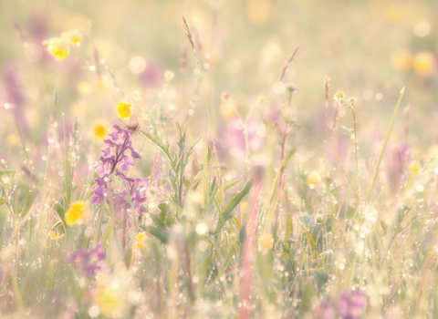 Meadow in bloom 