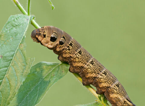 Elephant hawkmoth caterpillar