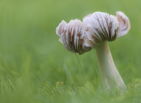 Pink waxcap