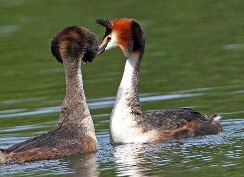 Great crested grebes