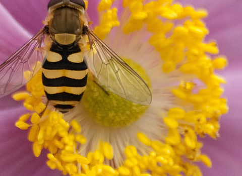 Hoverfly on flower