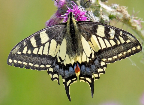 Swallowtail butterfly