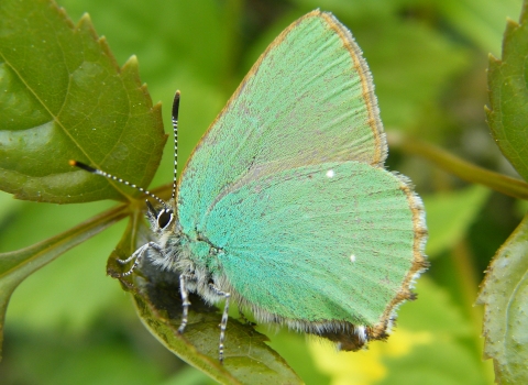 Green hairstreak butterfly