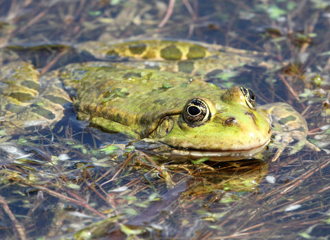 A marsh frog floating at the surface of a pond
