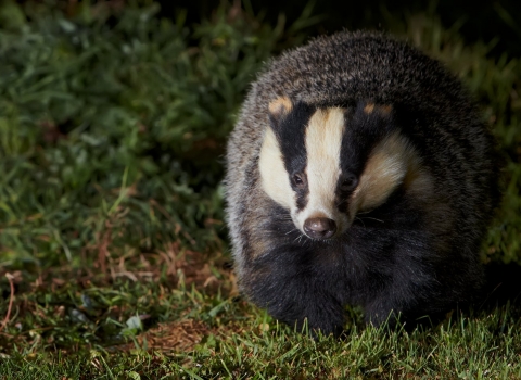 Badger (Meles meles), walking across grass at night, Banbury, Oxfordshire, October, 2011 - Richard Steel/2020VISION