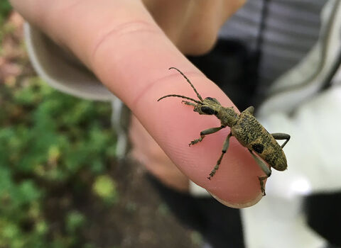 A black-spotted longhorn beetle perched on a woman's finger