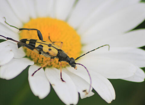 A black-and-yellow longhorn beetle on an oxe-eye daisy
