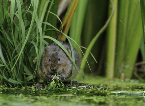 Water vole