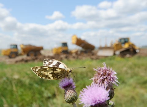 Marbled white on thistle with bulldozers in the background