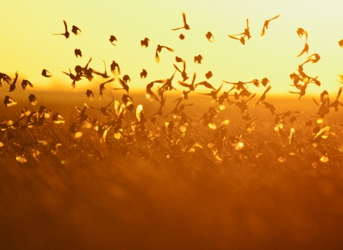 Flock of corn buntings