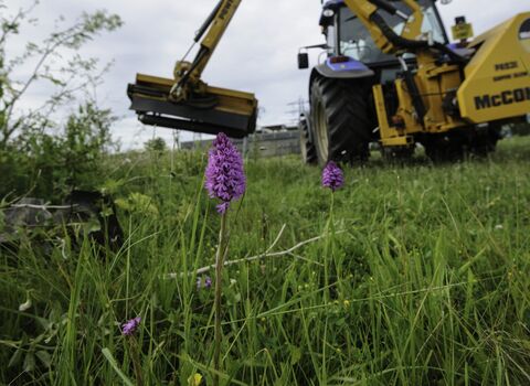 Pyramidal orchid on brownfield site being cleared for development